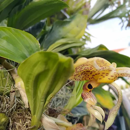 Biofuncho Garden フンシャル