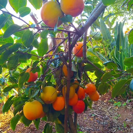 Biofuncho Garden * フンシャル