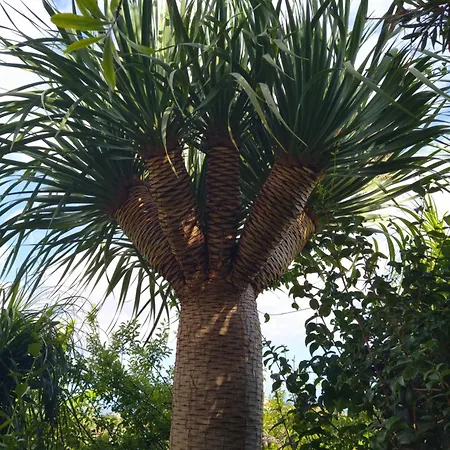 Biofuncho Garden * フンシャル