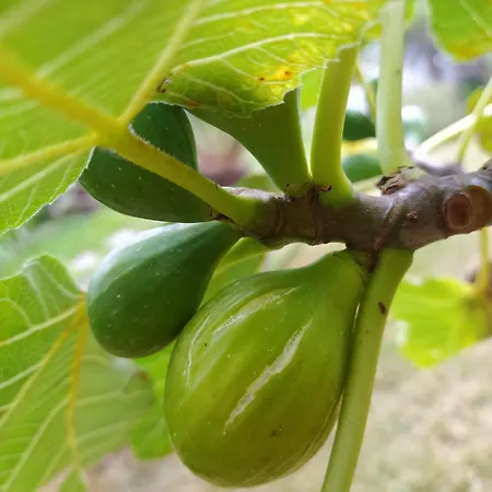 Appartement Biofuncho Garden Funchal (Madeira)