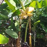Biofuncho Garden アパート フンシャル