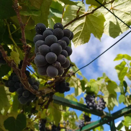 Apartamento Biofuncho Garden *