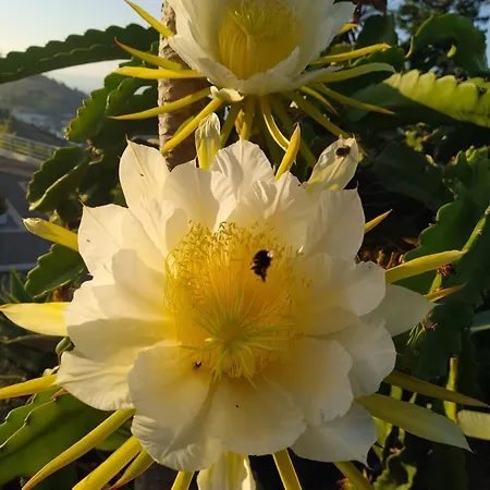 Apartamento Biofuncho Garden Funchal (Madeira)