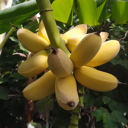 Biofuncho Garden Lejlighed