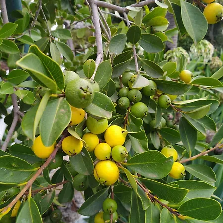 Biofuncho Garden Apartamento *