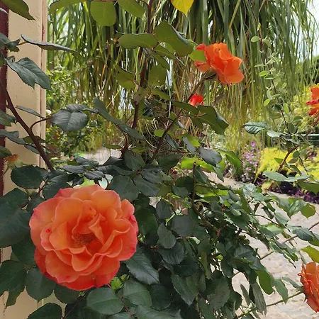 Biofuncho Garden