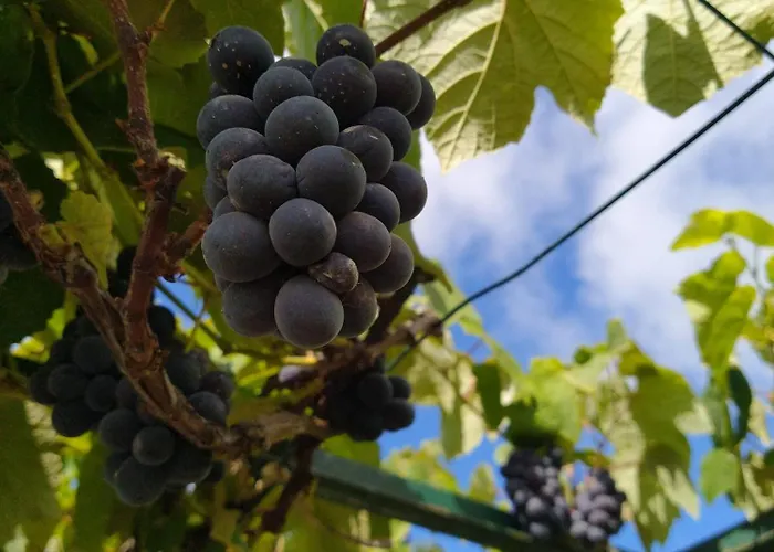 Apartment Biofuncho Garden *