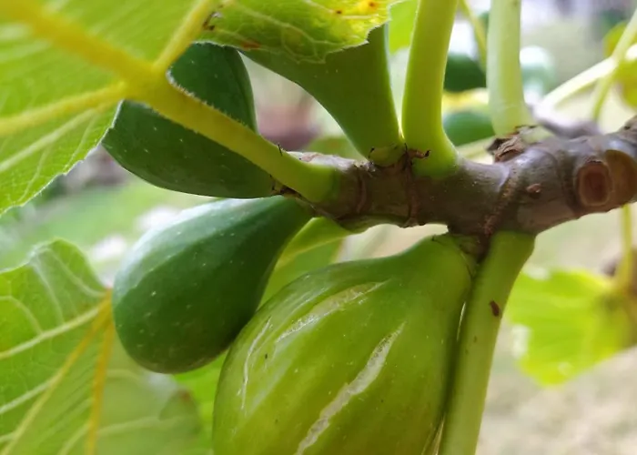 Apartment Biofuncho Garden Funchal (Madeira)