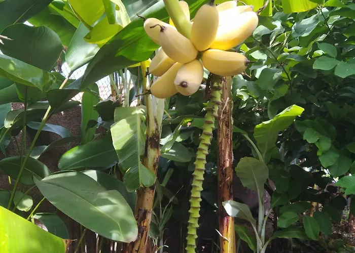 Biofuncho Garden Apartment Funchal (Madeira)