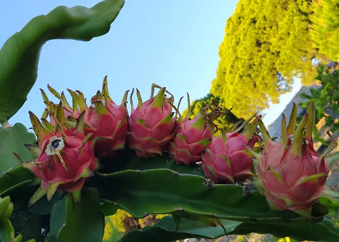 Apartment Biofuncho Garden Funchal (Madeira)