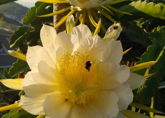 Apartment Biofuncho Garden Funchal (Madeira)