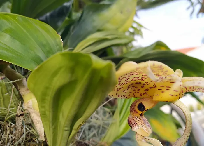 Biofuncho Garden Funchal (Madeira)
