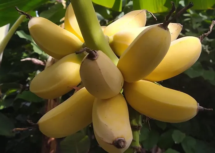 Biofuncho Garden Apartment