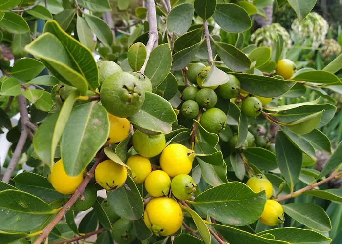 Biofuncho Garden Apartment *