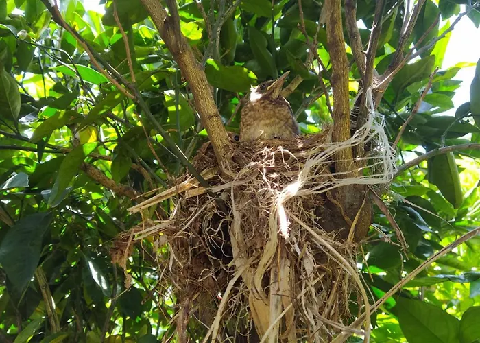 Apartment Biofuncho Garden *