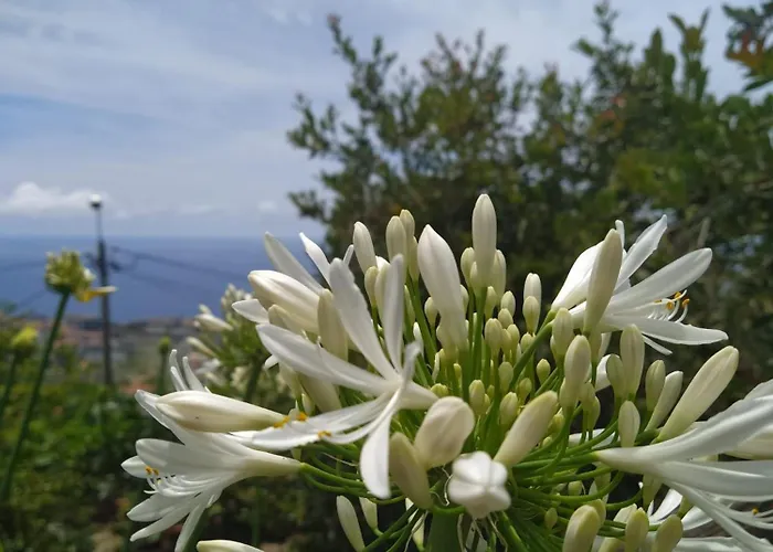 Biofuncho Garden Apartment *