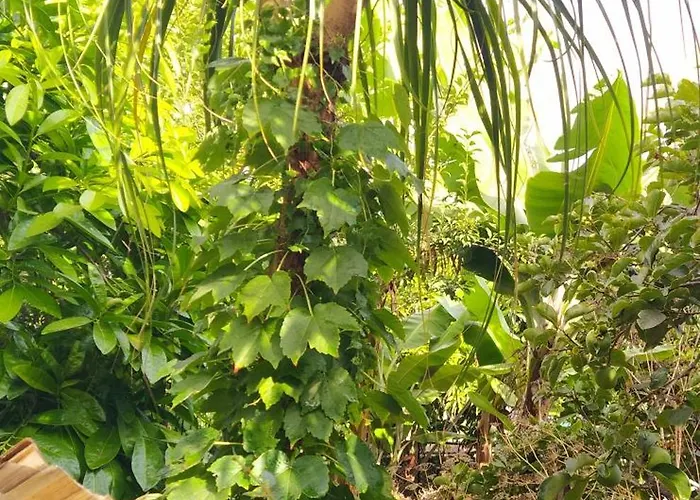 Biofuncho Garden Funchal (Madeira)