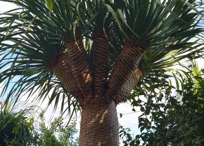 Biofuncho Garden * Funchal (Madeira)