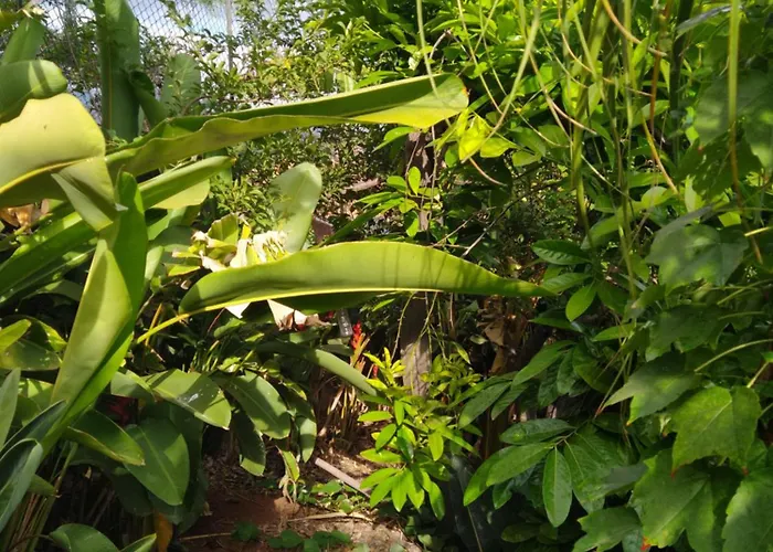 Apartment Biofuncho Garden *