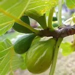 Διαμέρισμα Biofuncho Garden Φουνκάλ