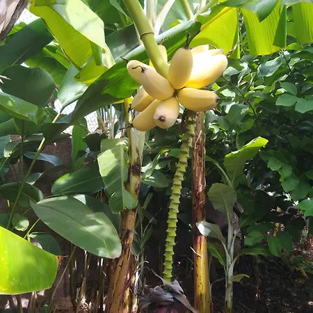 Biofuncho Garden Lägenhet Funchal (Madeira)