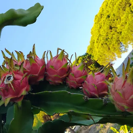 Lägenhet Biofuncho Garden Funchal (Madeira)